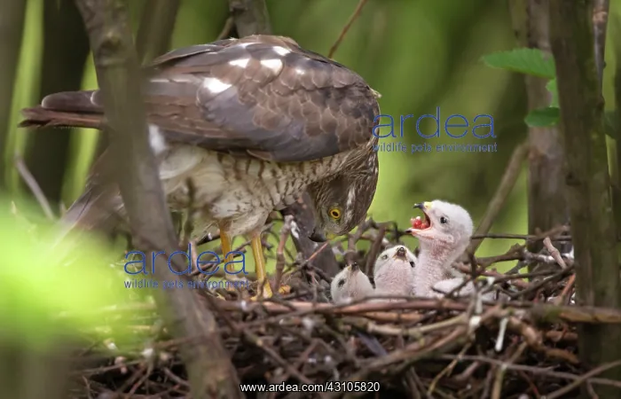 : Eurasian Sparrowhawk : Eurasian Sparrowhawk