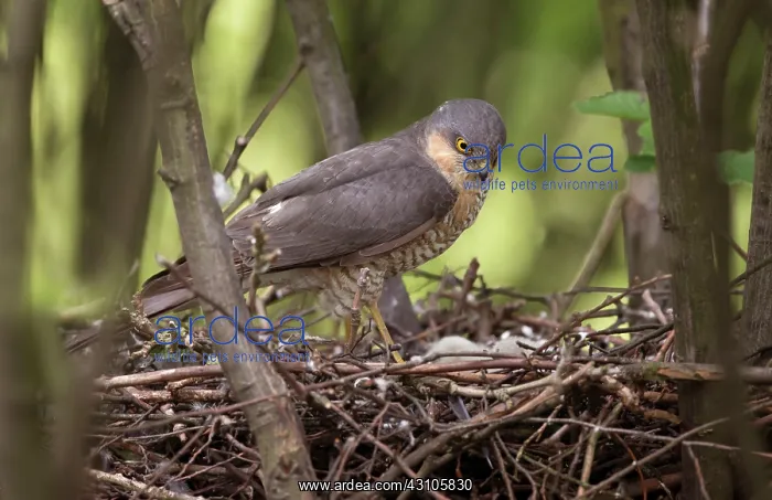 : Eurasian Sparrowhawk : Eurasian Sparrowhawk