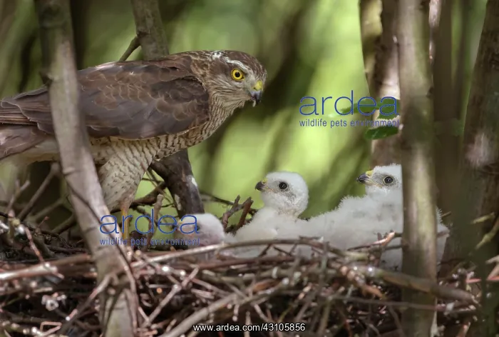 : Eurasian Sparrowhawk : Eurasian Sparrowhawk