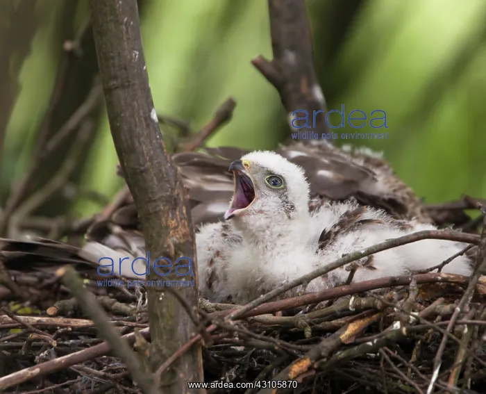 : Eurasian Sparrowhawk : Eurasian Sparrowhawk