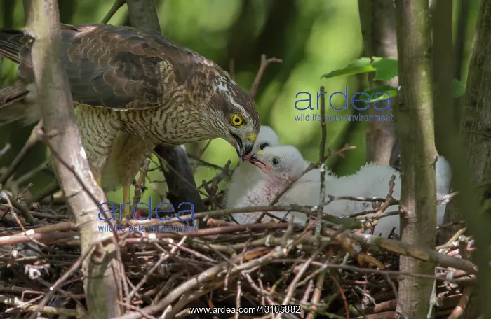 : Eurasian Sparrowhawk : Eurasian Sparrowhawk