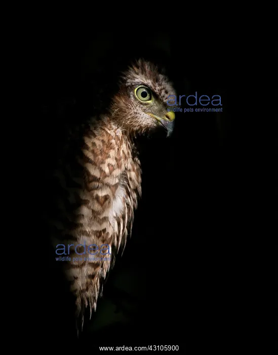 : Eurasian Sparrowhawk : Eurasian Sparrowhawk