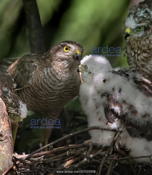 : Eurasian Sparrowhawk : Eurasian Sparrowhawk