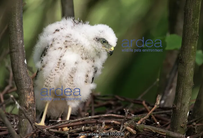 : Eurasian Sparrowhawk : Eurasian Sparrowhawk