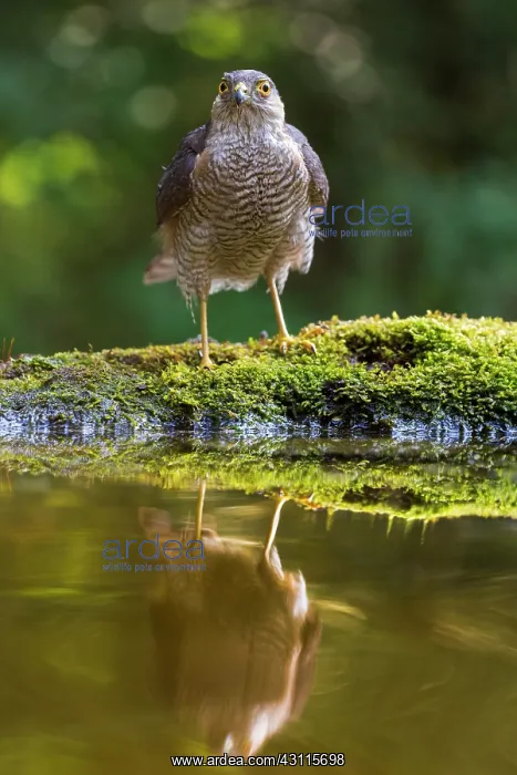 : Eurasian Sparrowhawk : Eurasian Sparrowhawk