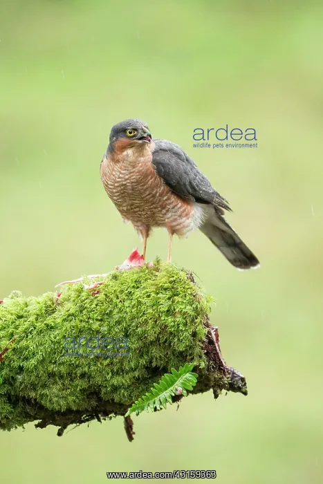 : Eurasian Sparrowhawk : Eurasian Sparrowhawk