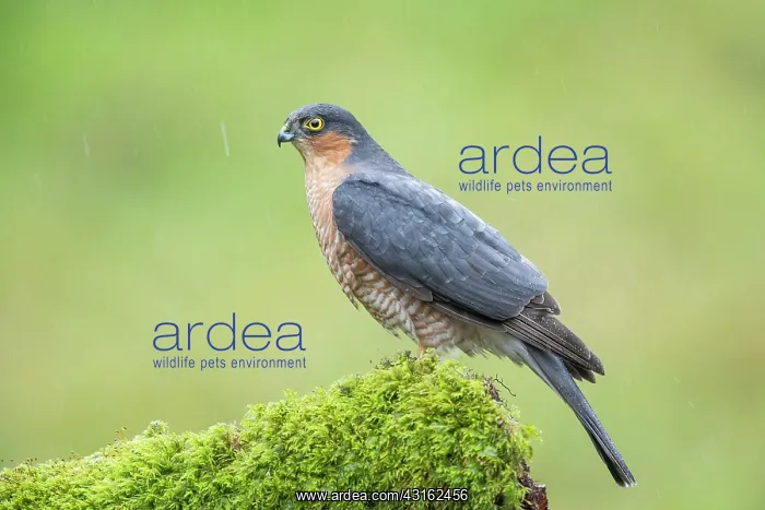 : Eurasian Sparrowhawk : Eurasian Sparrowhawk
