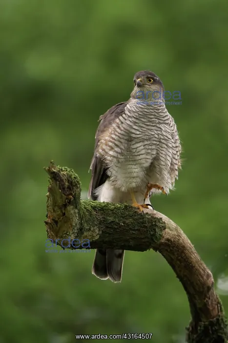 : Eurasian Sparrowhawk : Eurasian Sparrowhawk