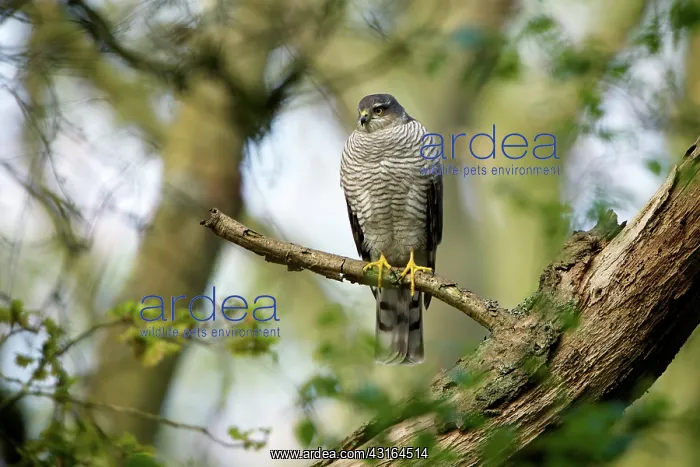 : Eurasian Sparrowhawk : Eurasian Sparrowhawk