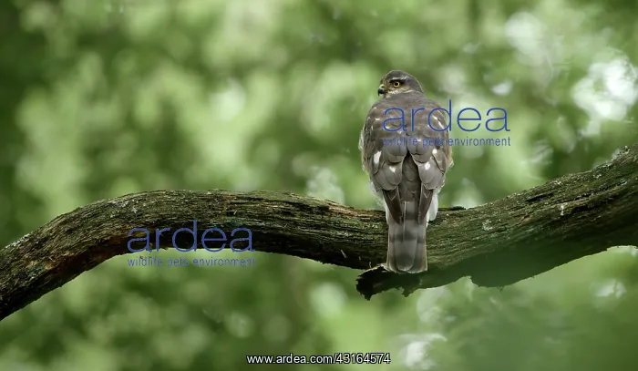 : Eurasian Sparrowhawk : Eurasian Sparrowhawk