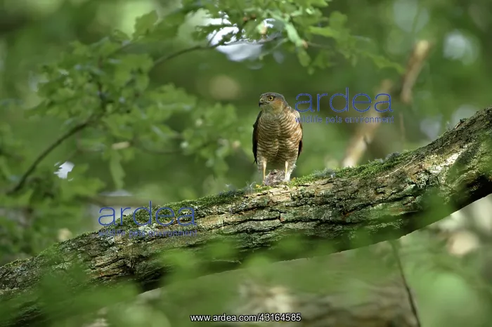 : Eurasian Sparrowhawk : Eurasian Sparrowhawk