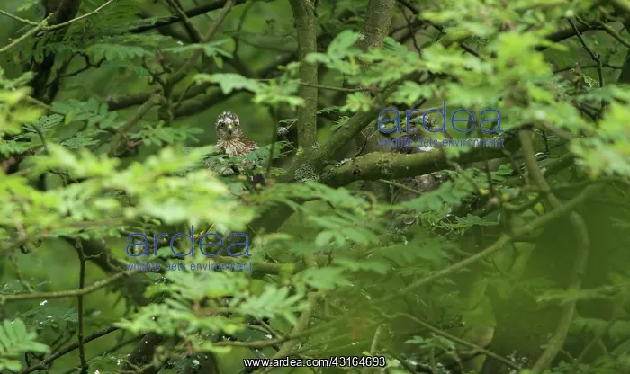 : Eurasian Sparrowhawk : Eurasian Sparrowhawk