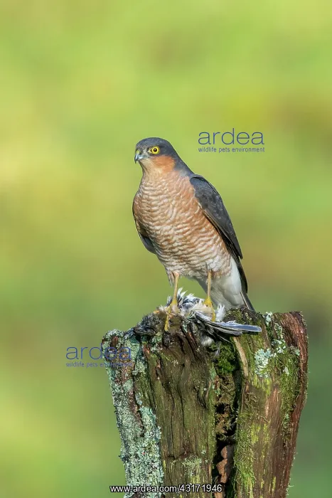 : Eurasian Sparrowhawk : Eurasian Sparrowhawk
