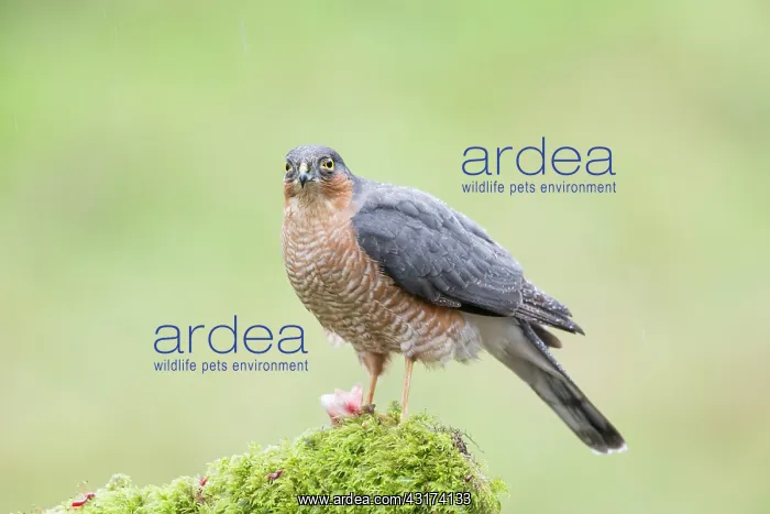 : Eurasian Sparrowhawk : Eurasian Sparrowhawk