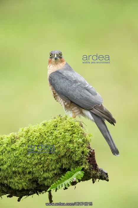 : Eurasian Sparrowhawk : Eurasian Sparrowhawk