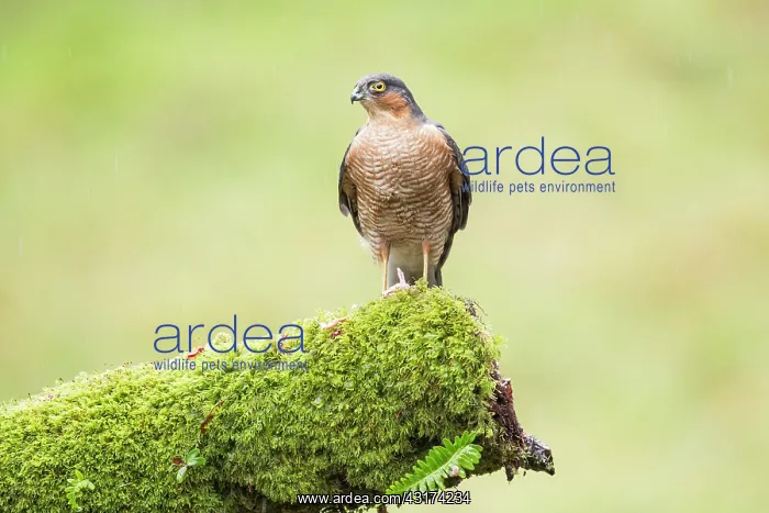 : Eurasian Sparrowhawk : Eurasian Sparrowhawk