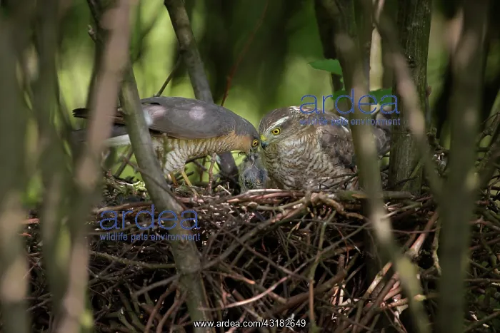  : Eurasian Sparrowhawk