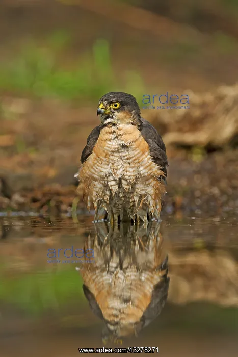 : Eurasian Sparrowhawk (Accipiter nisus) close up : Eurasian Sparrowhawk (Accipiter nisus) close up