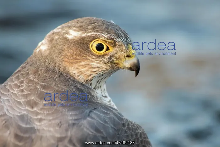 : Eurasian sparrowhawk (Accipiter nisus), female : Eurasian sparrowhawk (Accipiter nisus), female