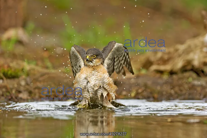 : Eurasian Sparrowhawk (Accipiter nisus) male tak : Eurasian Sparrowhawk (Accipiter nisus) male tak