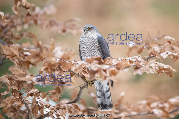 : Eurasian Sparrowhawk (Accipiter nisus ) perchin : Eurasian Sparrowhawk (Accipiter nisus ) perchin