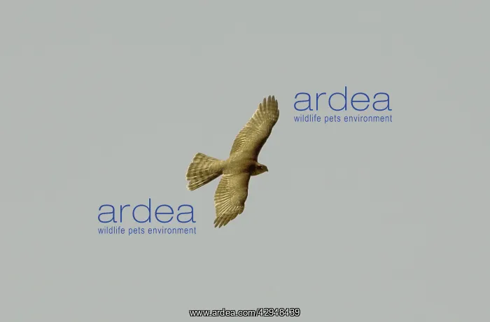 : Eurasian Sparrowhawk - Adult female : Eurasian Sparrowhawk - Adult female