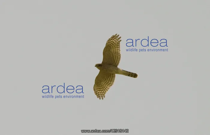 : Eurasian Sparrowhawk - Adult female : Eurasian Sparrowhawk - Adult female