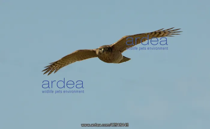 : Eurasian Sparrowhawk - Adult female : Eurasian Sparrowhawk - Adult female
