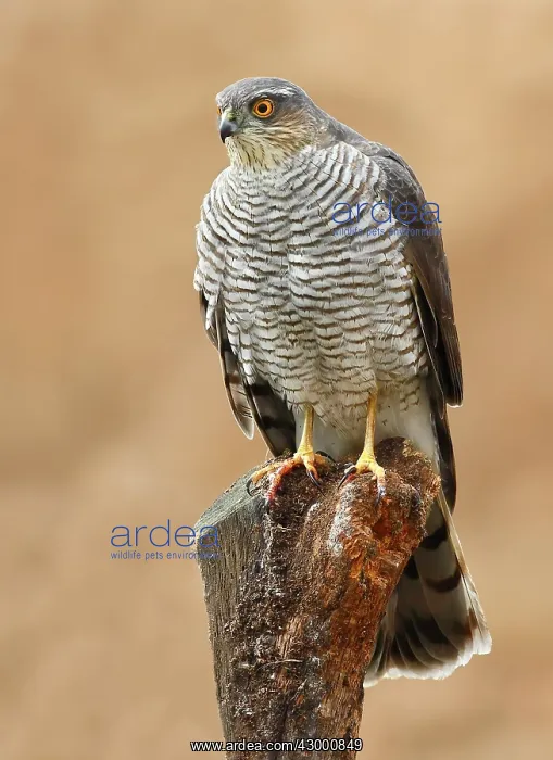: Eurasian Sparrowhawk adult female perched on branch : Eurasian Sparrowhawk adult female perched on branch