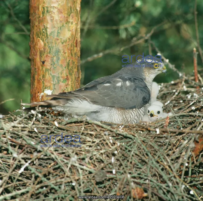  : Eurasian SPARROWHAWK - Female at nest with chicks