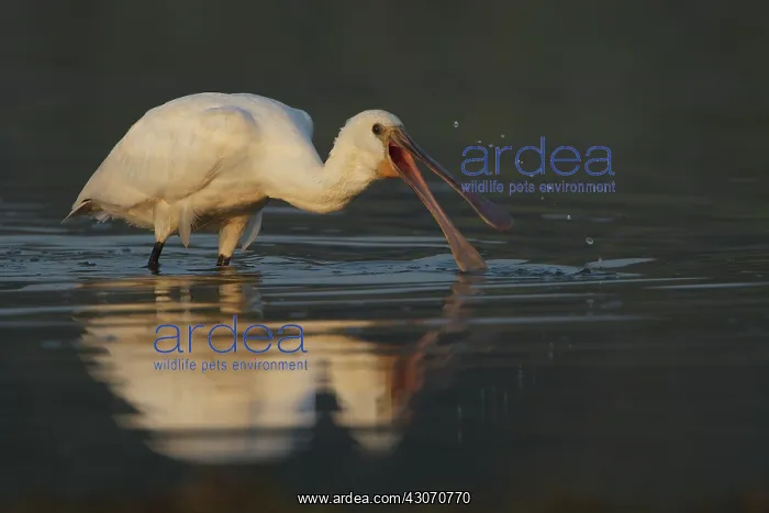 : Eurasian Spoonbill : Eurasian Spoonbill