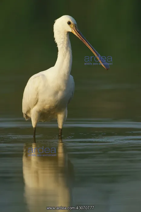 : Eurasian Spoonbill : Eurasian Spoonbill