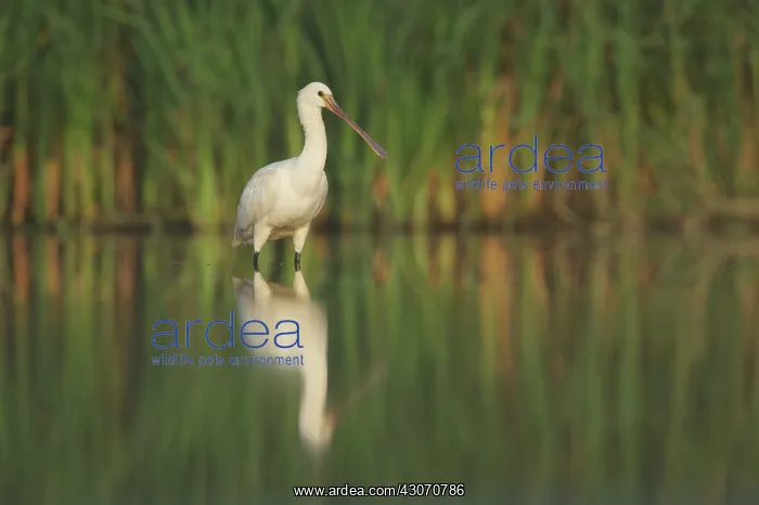 : Eurasian Spoonbill : Eurasian Spoonbill