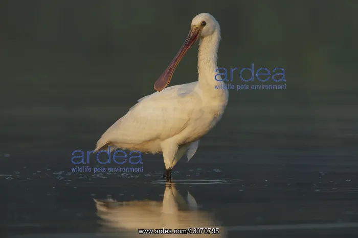 : Eurasian Spoonbill : Eurasian Spoonbill