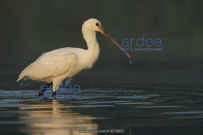 : Eurasian Spoonbill : Eurasian Spoonbill