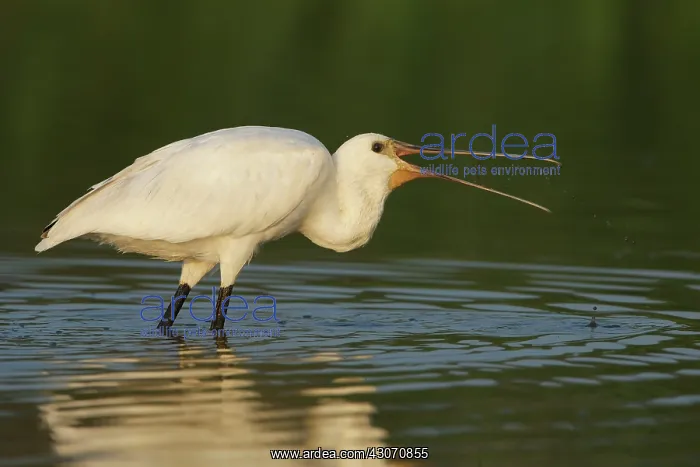 : Eurasian Spoonbill : Eurasian Spoonbill