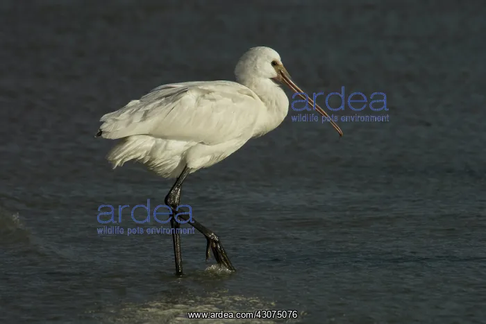 : Eurasian Spoonbill : Eurasian Spoonbill