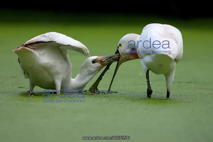 : Eurasian Spoonbill : Eurasian Spoonbill