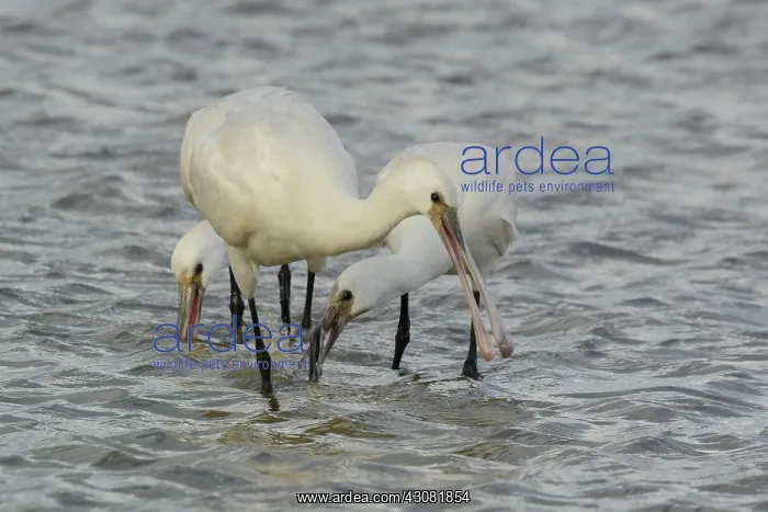 : Eurasian Spoonbill : Eurasian Spoonbill