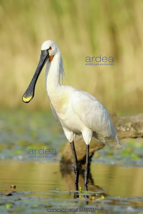 : Eurasian Spoonbill : Eurasian Spoonbill