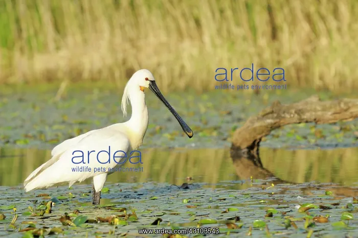 : Eurasian Spoonbill : Eurasian Spoonbill