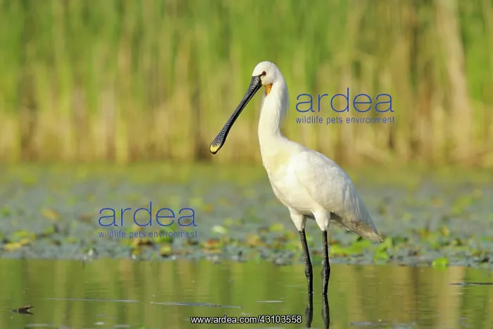 : Eurasian Spoonbill : Eurasian Spoonbill