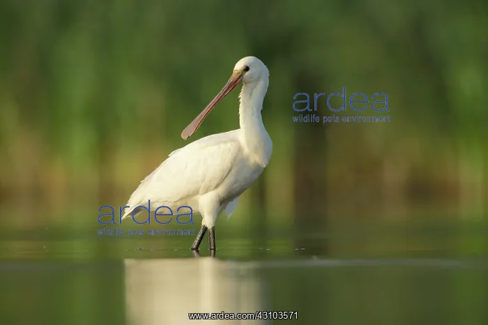 : Eurasian Spoonbill : Eurasian Spoonbill