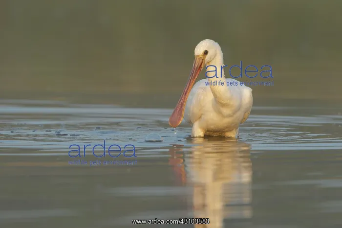 : Eurasian Spoonbill : Eurasian Spoonbill