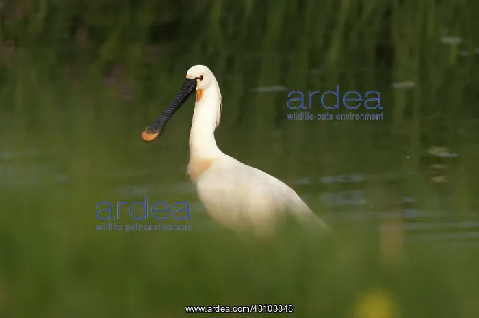 : Eurasian Spoonbill : Eurasian Spoonbill