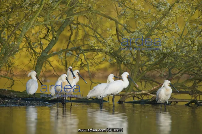 : Eurasian Spoonbill : Eurasian Spoonbill