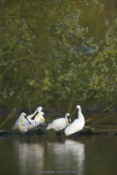 : Eurasian Spoonbill : Eurasian Spoonbill