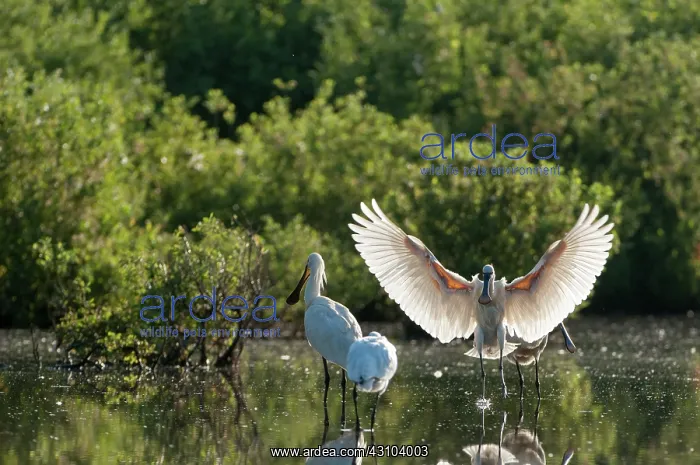 : Eurasian Spoonbill : Eurasian Spoonbill