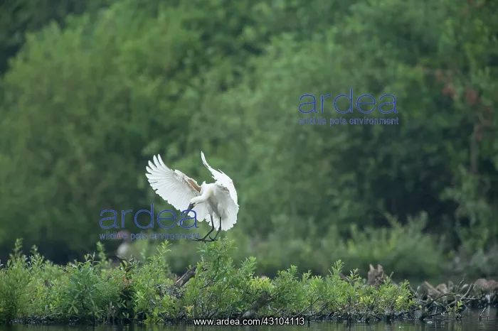 : Eurasian Spoonbill : Eurasian Spoonbill