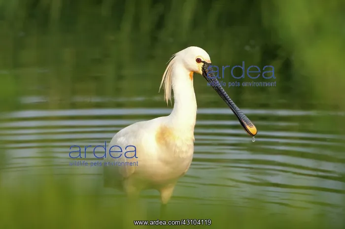 : Eurasian Spoonbill : Eurasian Spoonbill
